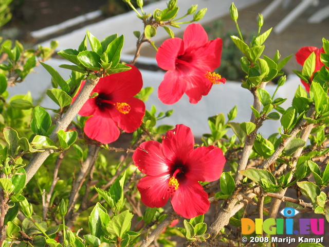 27682 Red hibiscus flowers